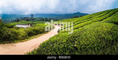 Les plantations de thé paysage près de Munnar dans les montagnes des Ghâts occidentaux, Kerala, Inde, Asie Banque D'Images