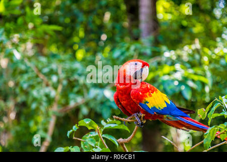 Un ara rouge dans les ruines de Copan, Copan, Honduras, Amérique Centrale Banque D'Images