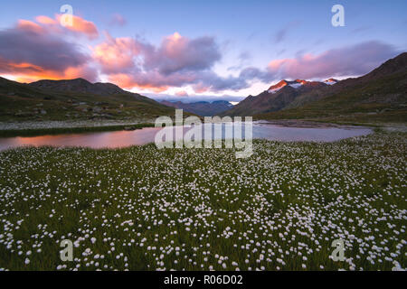 Fleurs de coton de l'dans Gavia Pass au coucher du soleil, le parc national de Stelvio, Val Camonica, Province de Brescia, Lombardie, Italie, Europe Banque D'Images