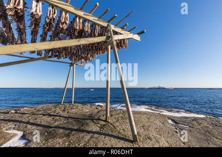 Séchage à façon stockfish accroché sur rack en bois traditionnel en Reine, les îles Lofoten, Norvège Banque D'Images