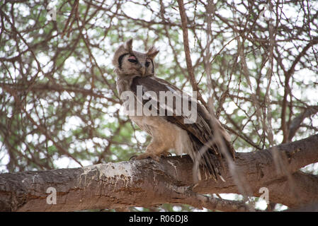 Giant Eagle owl en arbre dans l'Est de Tsavo National Park, Kenya Banque D'Images