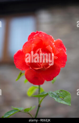 Une rose rouge avec gouttes dans Wells, Somerset, UK Banque D'Images