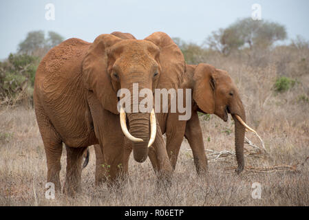 Éléphant en colère dans le parc national de Tsavo, Kenia Banque D'Images