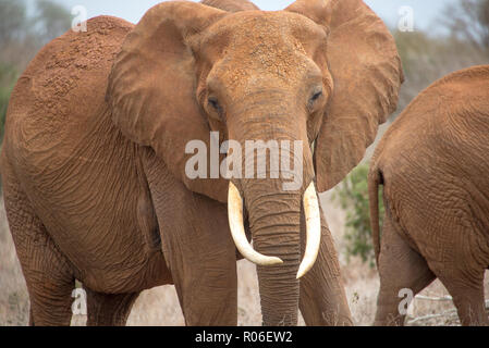 Éléphant en colère dans le parc national de Tsavo, Kenia Banque D'Images