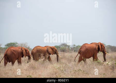 Éléphant dans le parc national de Tsavo, Kenia Banque D'Images