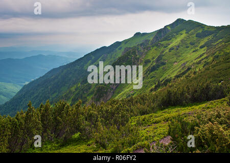 Les falaises rocheuses et abruptes collines couvertes de buissons, d'herbe verte et luxuriante forêt de pins. Jour nuageux en été. Chaîne des Carpates, Maramures Banque D'Images