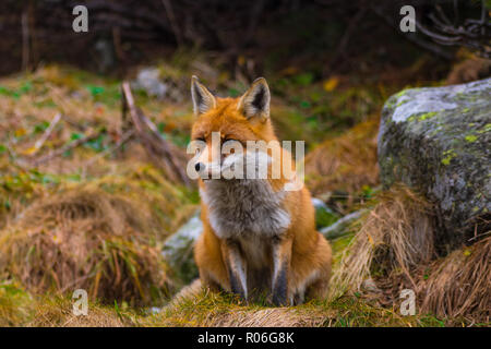 De Capture Fox regardant quelque chose à manger. La Slovaquie Banque D'Images