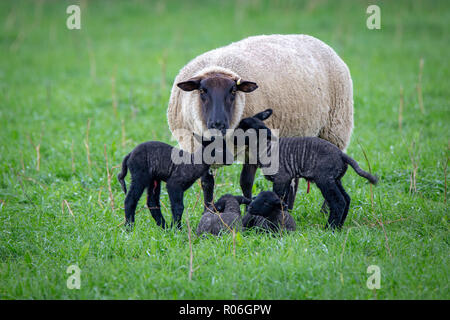 Une face noire brebis suffolk mouton avec ses quatre agneaux nouveau-né noir Banque D'Images