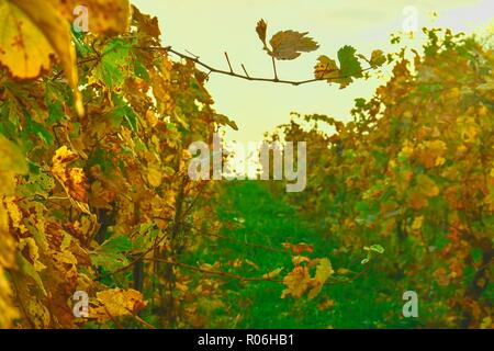 Les lignes colorées de vignes en automne. Couleurs d'automne jaune Banque D'Images