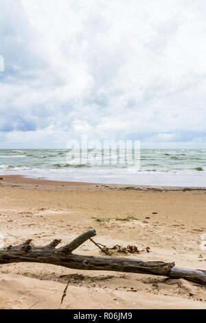 Mer Baltique avec du bois flotté sur la plage Banque D'Images