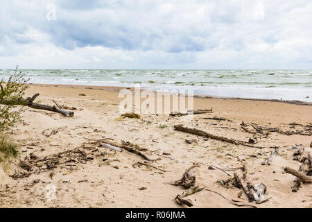 Mer Baltique avec du bois flotté sur la plage Banque D'Images