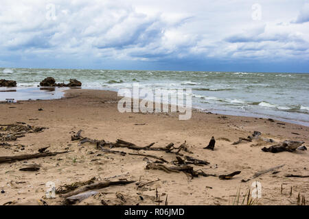 Mer Baltique avec du bois flotté sur la plage Banque D'Images