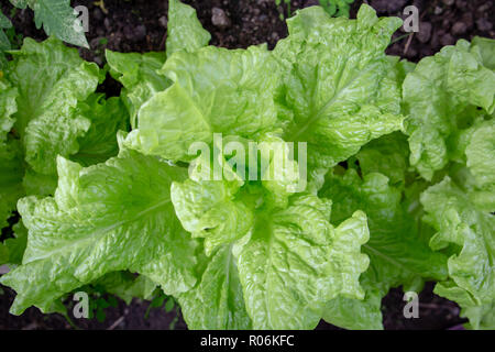 Les jeunes laitues biologiques vert poussant dans un jardin en milieu rural au printemps en serre Banque D'Images