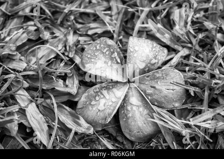 Noir et Blanc Plumeria Tropical Flower reposant sur l'herbe après la tempête avec des gouttes de pluie sur les pétales Banque D'Images