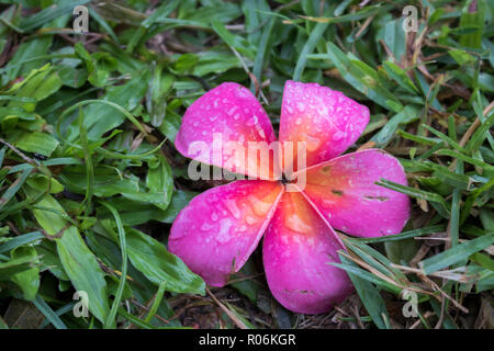 Bright Pink Plumeria Tropical Flower reposant sur l'herbe après la tempête avec des gouttes de pluie sur les pétales Banque D'Images