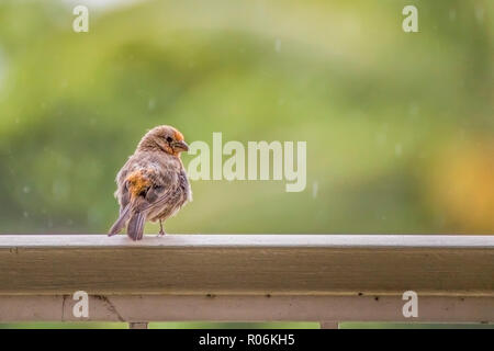 Orange et Brun Oiseau Roselin moelleux sur main courante avec pluie et fond vert Banque D'Images
