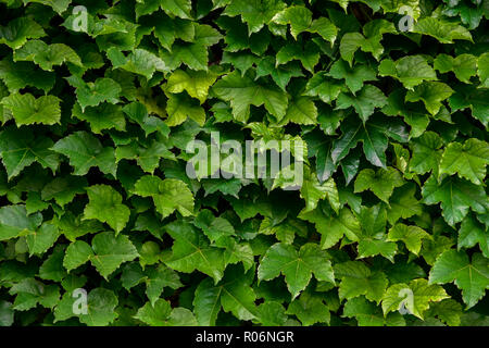 Plante grimpante dans un mur Banque D'Images