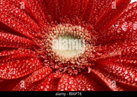 Fleur gerbera rouge avec de l'eau chute libre Banque D'Images