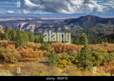 La couleur de l'automne - Manti-La Sal National Forest, Utah Banque D'Images