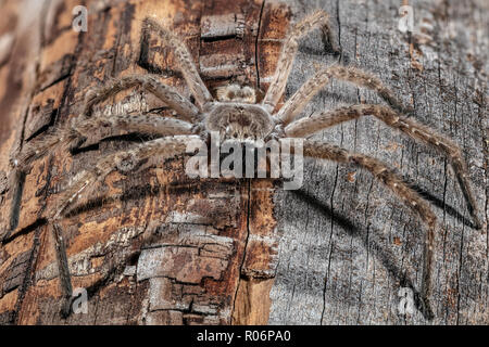 Araignée crabe géant, Olios giganteus Banque D'Images