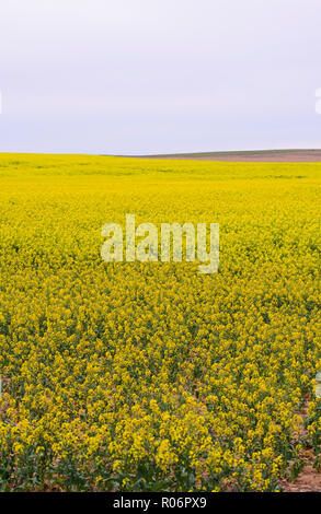 Domaines de cultures de canola jaune en fleur dans le sud de l'Australie Banque D'Images