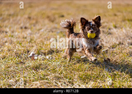 Chihuahua chien qui court sur l'herbe verte, cute puppy portrait Banque D'Images