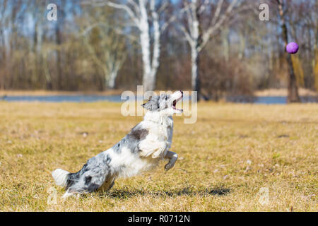 Border Collie joue dehors, meadow field. Image sport chien Banque D'Images