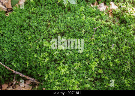 Moss Polytrichum dans la forêt de hêtres sur la montagne Tara en Serbie Banque D'Images