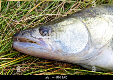 Tête du poisson frais le sandre, commune libre.belle et puissante rivière predator Banque D'Images