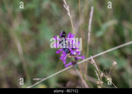 Une seule papillon à neuf points, nom latin Amata phegea sur les Stachys officinalis Banque D'Images