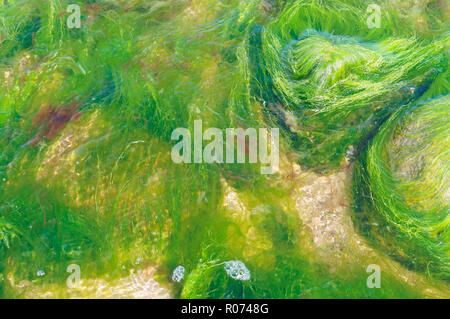 Les étangs en fleurs, algues vertes et jaunes dans la mer Banque D'Images