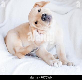 Poser golden labrador, chiot Banque D'Images