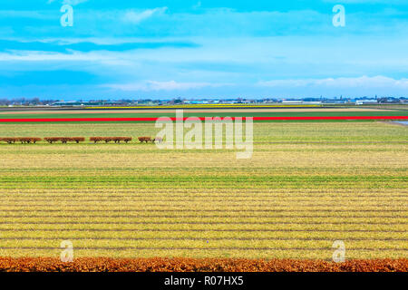 Fond de paysage Holland jaune jonquille et jacinthes roses champ, blue cloudy sky Banque D'Images