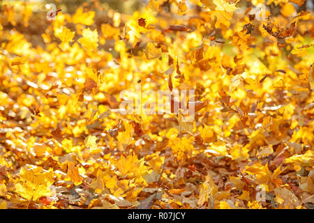 Feuilles d'automne jaune volant sur le vent. Résumé arrière-plan flou avec selective focus Banque D'Images