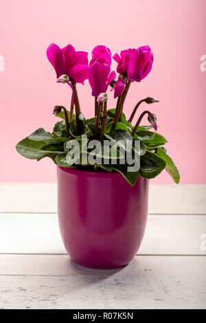 Une petite usine de cyclamen rose avec des fleurs en pot rose sur fond rose à la mode close up copy space Banque D'Images