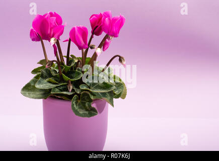 Une petite usine de cyclamen rose avec des fleurs lilas en pot sur fond lilas pastel tendance close up copie espace minimal, concept couleurs Banque D'Images