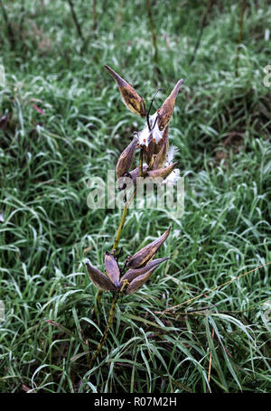 Graines de gousses d'asclépiades marinées, Asclepias syriaca. Banque D'Images