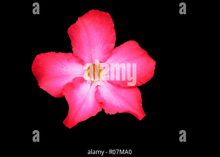 Desert Rose fleur ou Lily belle rose isolé sur fond noir et clipping path Banque D'Images