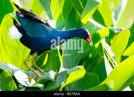 Purple Gallinule, Porphyrio martinicus, se promène dans son environnement naturel pour se nourrir. Banque D'Images