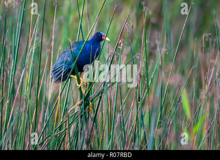 Purple Gallinule, Porphyrio martinicus, se promène dans son environnement naturel pour se nourrir. Banque D'Images