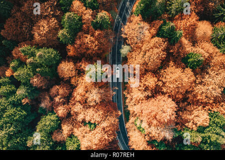 Voiture sur la route, entourée de forêt à l'automne. Carpates, Roumanie Banque D'Images