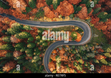 Panneaux route sinueuse entourée de forêt en automne dans les Carpates Banque D'Images