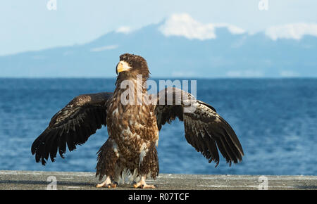 L'aigle de mer de Steller juvénile a atterri. Nom scientifique : Haliaeetus pelagicus. Ciel bleu de l'océan et l'arrière-plan. Saison d'hiver. Banque D'Images