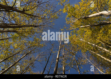 Vue sur les grands Aspen lors d'une matinée ensoleillée d'automne. Banque D'Images