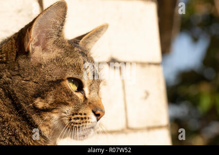 Chat tigré portrait en extérieur. Banque D'Images