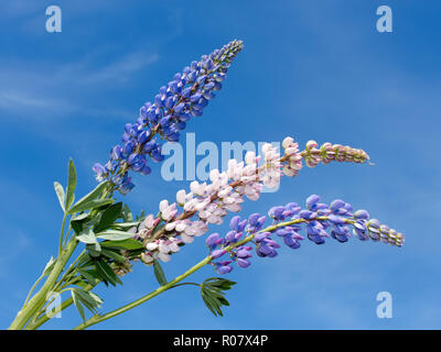 Lupin fleurs inflorescence sur le fond bleu du ciel Banque D'Images