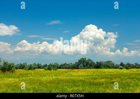 Divers L'été l'herbe, de fleurs sauvages et d'oliviers sauvages sur le pré. Kinburn Spit, Ukraine Banque D'Images