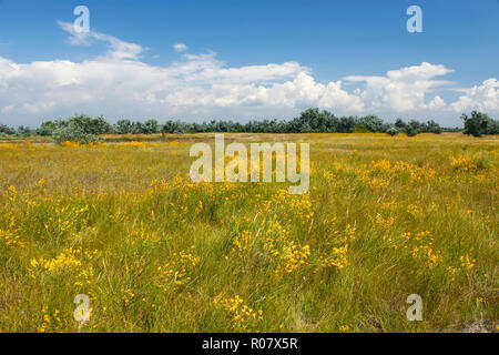 L'herbe d'été diverses, fleurs sauvages et sur le pré. Kinburn Spit, Ukraine Banque D'Images