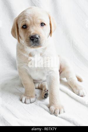 Poser golden labrador, chiot Banque D'Images