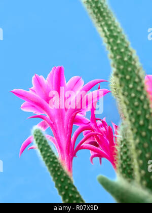 Un cactus fleurs sur fond bleu Banque D'Images